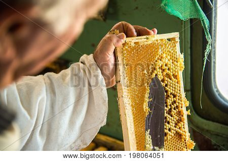 The beekeeper separates the wax from the honeycomb frame. A special knife for separating the wax from the frame with honey