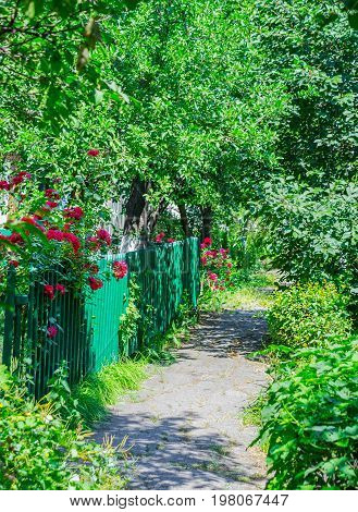 Small rural street with trees and grass in the morning sun. Close up of rosebush, climbing rose with pink flowers, flowers border in blur background.