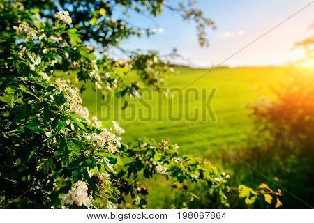 Morning Landscape With Green Field, Traces Of Tractor In Sun Rays