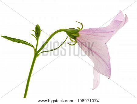Rose Flower Of Platycodon (platycodon Grandiflorus) Or Bellflowers, Isolated On White Background