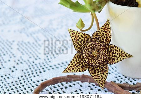 Exotic starfish cactus flower in all its beauty
