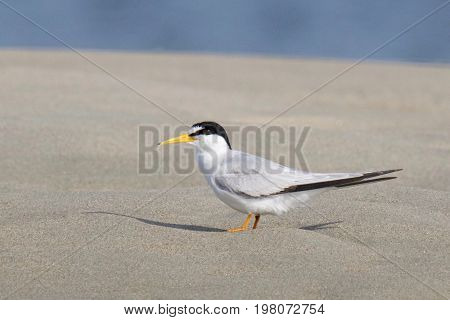 A least tern standing on a beach in summer