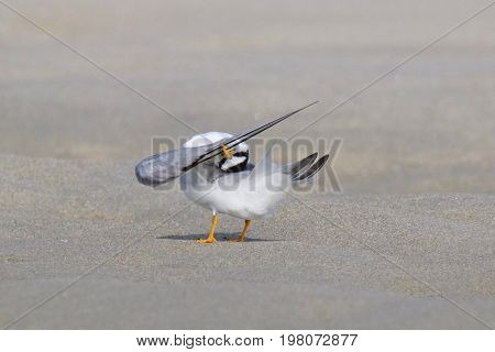 A least tern Stella antillarum preening on the beach