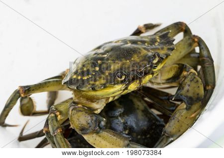 European Shore Crab Fishing Released