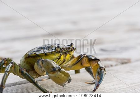 European Shore Crab Fishing Released