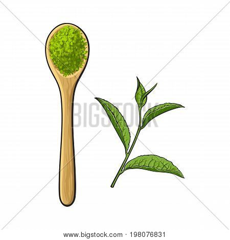 Top view drawing of bamboo, wooden spoon with matcha green tea powder and leaf, sketch style vector illustration isolated on white background. Realistic hand drawing of matcha green tea powder