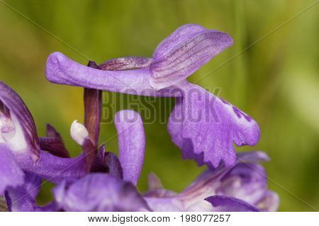 Green-winged Orchid - Anacamptis morio Single flower close up