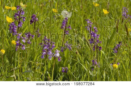Green-winged Orchid - Anacamptis morio in hay meadow with buttercups