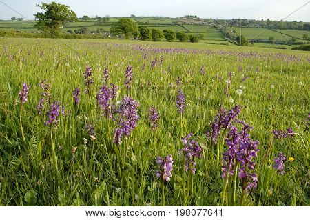 Green-winged Orchid