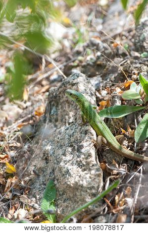 Small green lizard basking in the sun closeup.