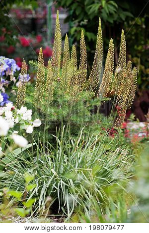Eremurus, Foxtail Lilly, Dessert Candles In The Garden Before Blooming