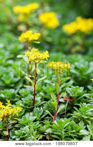 Sedum Acre Plant (stonecrop Or Wall-pepper) In Full Bloom With Yellow Flowers On Garden Ground. Sele