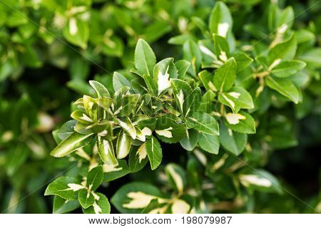 Euonymus Green Ornamental Leaves - Nature Foliage Background