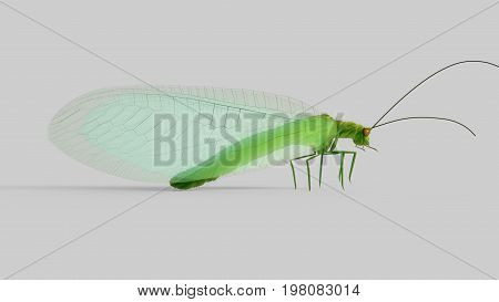 Chrysopidae flying insect green lacewing 3d render