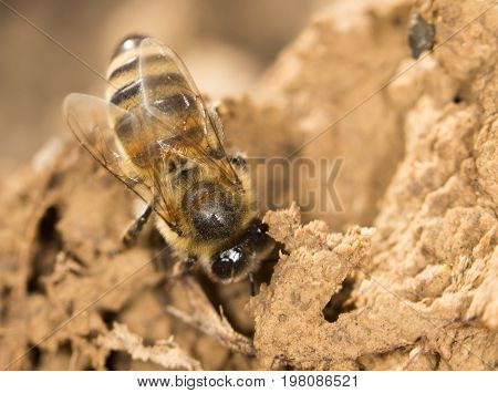 bee on the ground. close . A photo