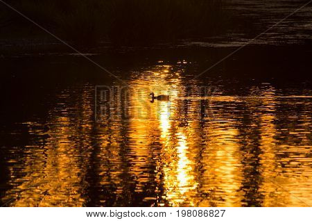 Silhouette of Duck Swimming in a Golden Pond as the Sun Sets