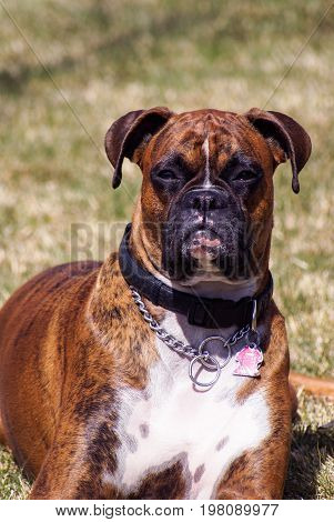 Pedigreed Boxer injoying the warm sun in the backyard.