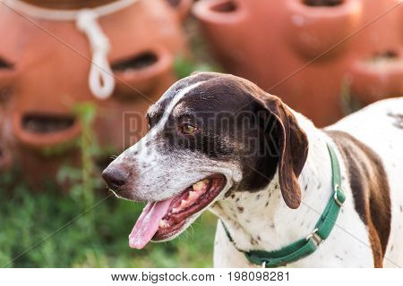 German Shorthaired Pointer Panting