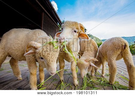 merino sheep eating ruzi grass leaves on wood ground of rural ranch farm with beautiful lighting