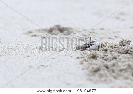 crab with Sand on the beach in the morning