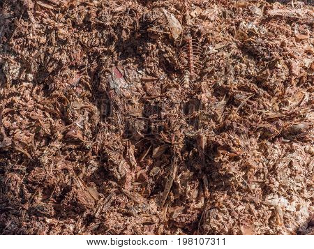 Waste from a tuna cannery at the input bin of a fish meal plant for processing to fish meal a valuable animal feed supplement.