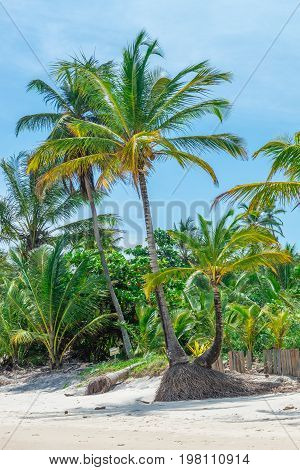 Amazing View Of The Beaches Near Itacare