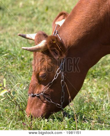 Bela cabeça de vaca marrom