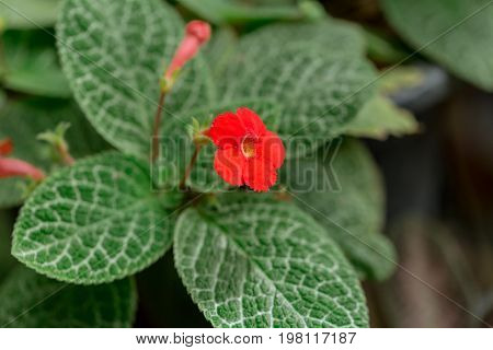 Episcia Or Flame Violets Or The Chocolate Soldier Plant Most Beautiful Foliage Small With Red Flower