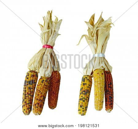 Bundles of three colorful Indian corn husks isolated on white background