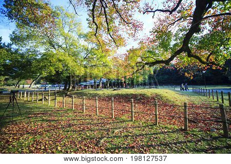 Fall Season With Beautiful Maple Color At Nara Park, Japan