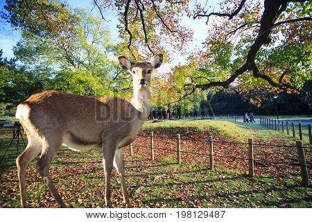 Fall Season With Beautiful Maple Color At Nara Park, Japan
