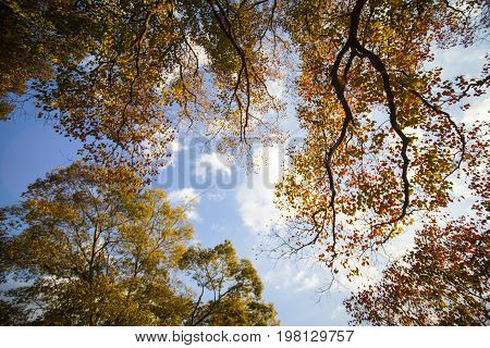 Fall Season With Beautiful Maple Color At Nara Park, Japan