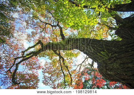 Fall Season With Beautiful Maple Color At Nara Park, Japan