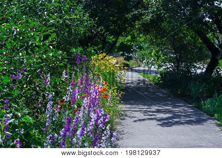 Countryside narrow street with trees and grass in the morning sun. Close up of a coreopsis pubescens and high delphinium.