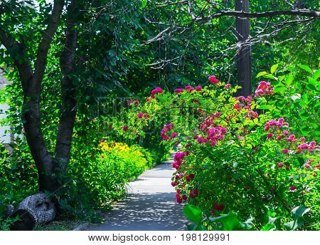 Narrow rural street with trees and grass in the morning sun. Close up of climbing rose with pink flowers, yellow flowers border in blur background.