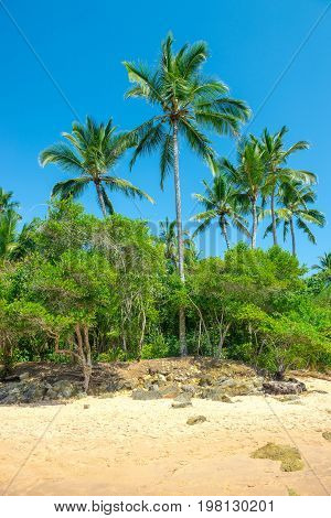 Impressive Paradise Beach At The Itacare Bahia Brazil