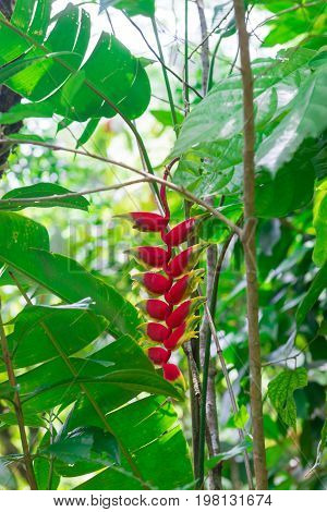 Hanging Lobster Claw, Heliconia Rostrata, Flower Isolated