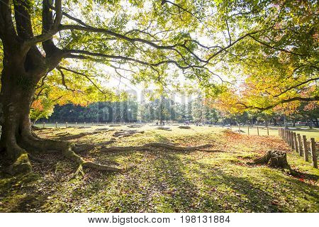 Fall Season With Beautiful Maple Color At Nara Park, Japan