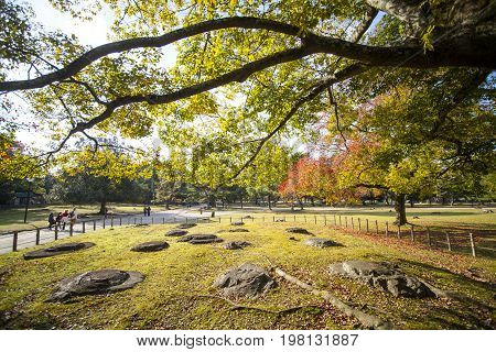 Fall Season With Beautiful Maple Color At Nara Park, Japan