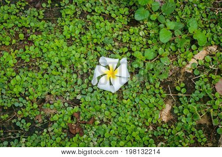 Frangipani Flower, Leelawadee Flower On A Leafs Background