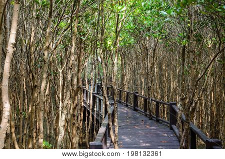 The Wooden Bridge Walkway In Mangrove Forest At Pranburi Forest National Park, Prachuap Khiri Khan,