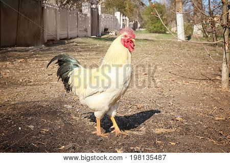 Cute cock walking on stockyard