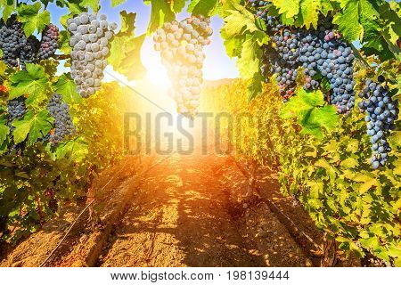 Picturesque seasonal background in vineyard at sunset. Red grapes hanging in vineyard in Stellenbosch near Cape Town, South Africa. Branch of grapes ready for harvest.