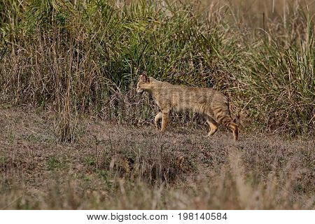 Beautiful jungle cat in the nature habitat in India. Very rare indian jungle cat.Indian wildlife and tiger prey.