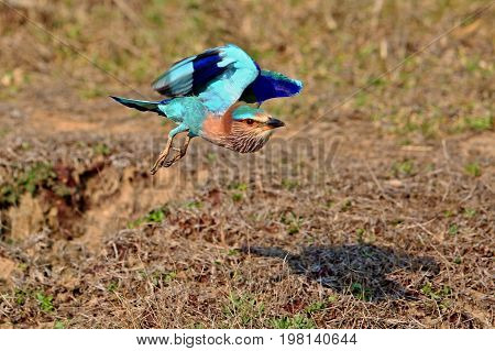 Indian roller sitting on a tree with the nice soft background/Indian roller with the nice soft background/Kaziranga National Park in indian Assam