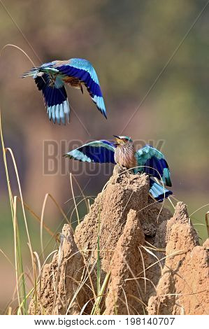 Indian roller sitting on a tree with the nice soft background/Indian roller with the nice soft background/Kaziranga National Park in indian Assam