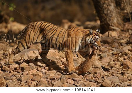 Tigers in the nature habitat. Tiger in the dark forest. Wildlife scene with danger animal. Hot summer in Rajasthan, India. Dry trees with beautiful indian tiger. Panthera tigris