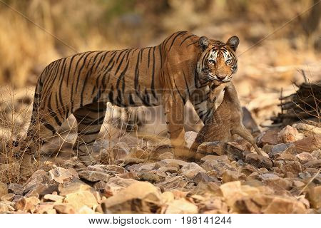 Tigers in the nature habitat. Tiger in the dark forest. Wildlife scene with danger animal. Hot summer in Rajasthan, India. Dry trees with beautiful indian tiger. Panthera tigris