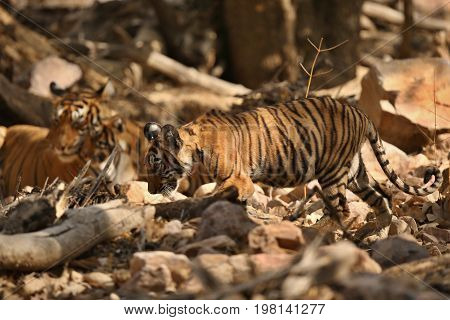Tigers in the nature habitat. Tiger in the dark forest. Wildlife scene with danger animal. Hot summer in Rajasthan, India. Dry trees with beautiful indian tiger. Panthera tigris