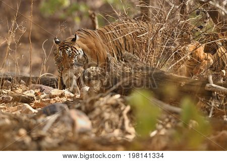 Tigers in the nature habitat. Tiger in the dark forest. Wildlife scene with danger animal. Hot summer in Rajasthan, India. Dry trees with beautiful indian tiger. Panthera tigris